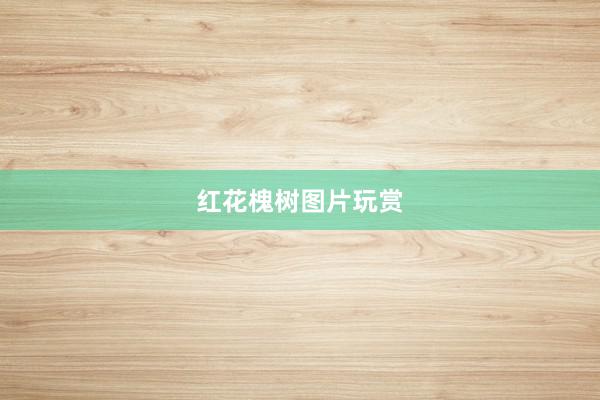 红花槐树图片玩赏